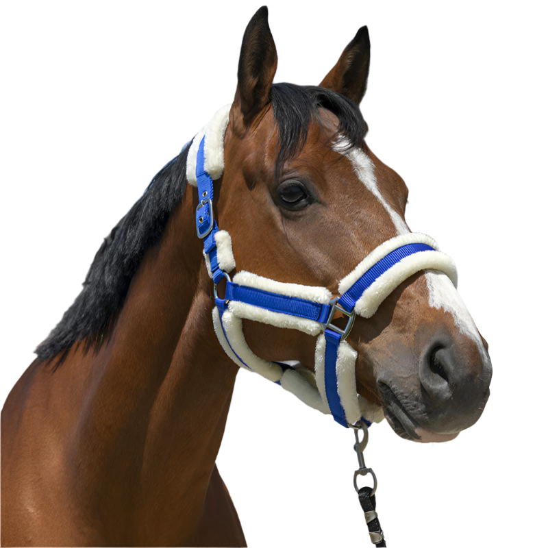 Norton - Licol Cosy bleu roi | - Ohlala