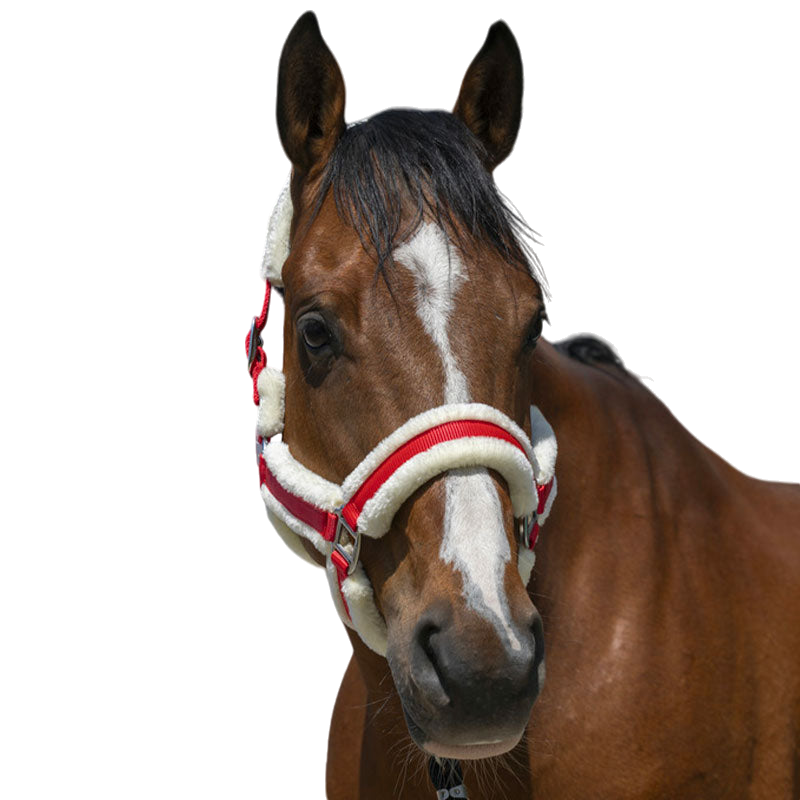 Norton - Licol Cosy rouge | - Ohlala