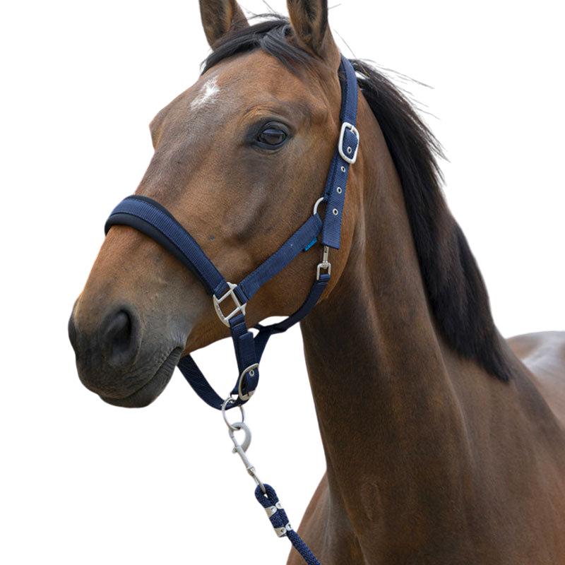 Norton - Licol et longe Large marine | - Ohlala