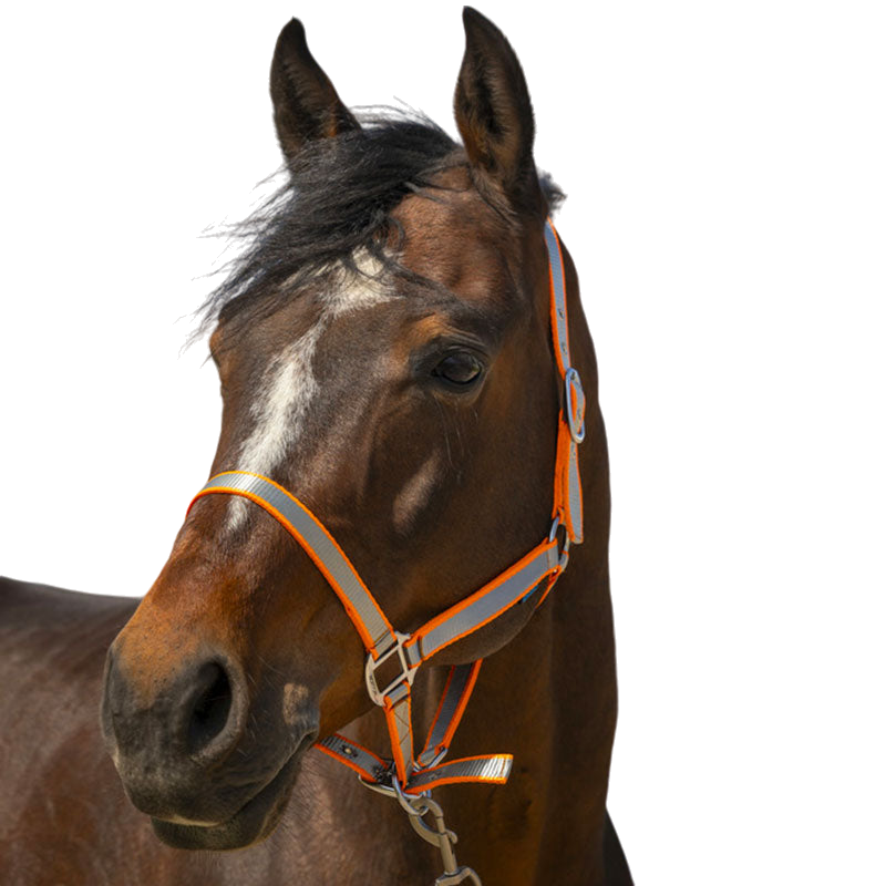 Norton - Licol nylon Soft orange | - Ohlala