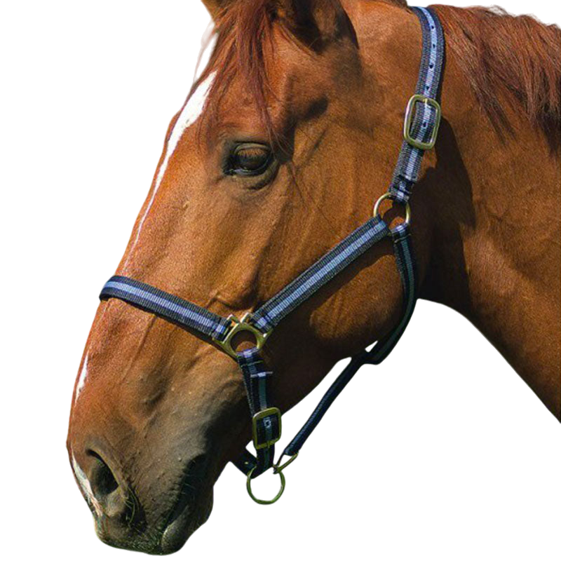 Norton - Licol nylon noir/ bleu ciel | - Ohlala