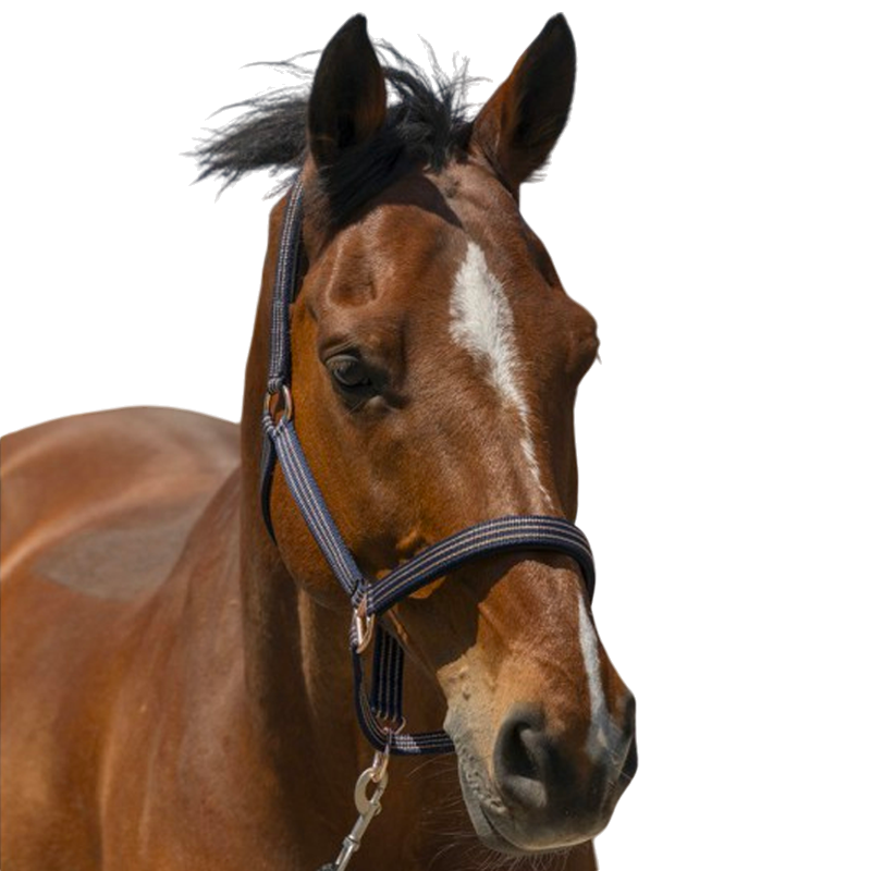 Norton - Licol Zari marine | - Ohlala