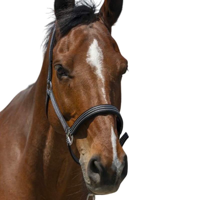 Norton - Licol Zari noir | - Ohlala