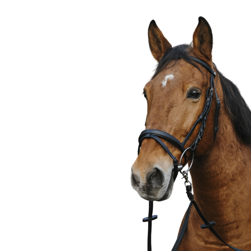 Norton - Bridon Training noir | - Ohlala