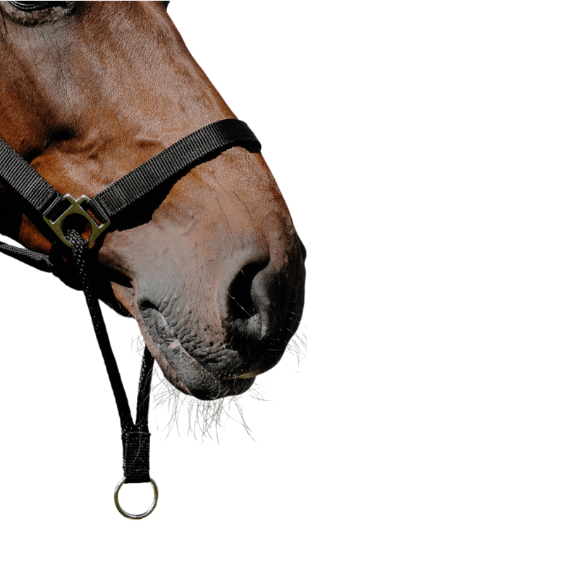 Norton - Licol Nylon Educatif noir | - Ohlala