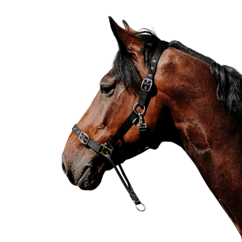 Norton - Licol Nylon Educatif noir | - Ohlala