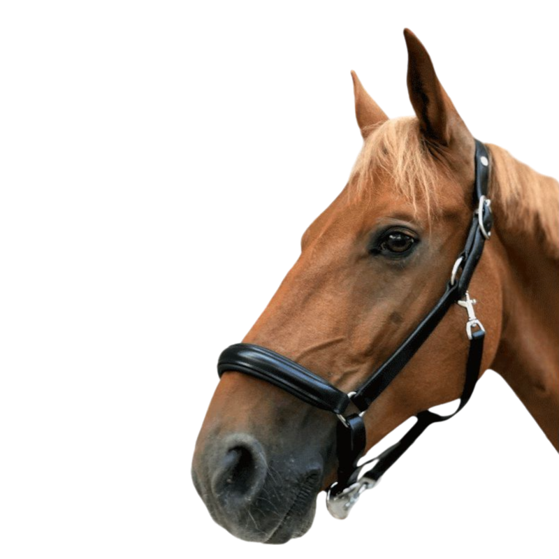 Norton - Licol cuir anatomique | - Ohlala