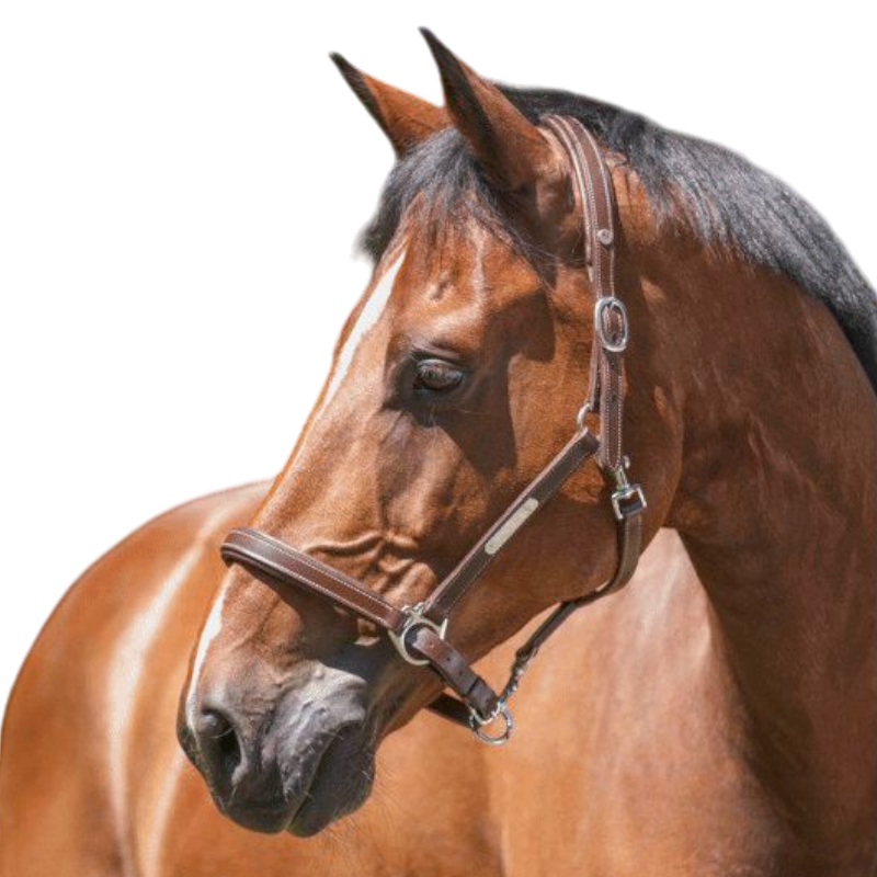 Norton - Licol cuir grooming havane | - Ohlala