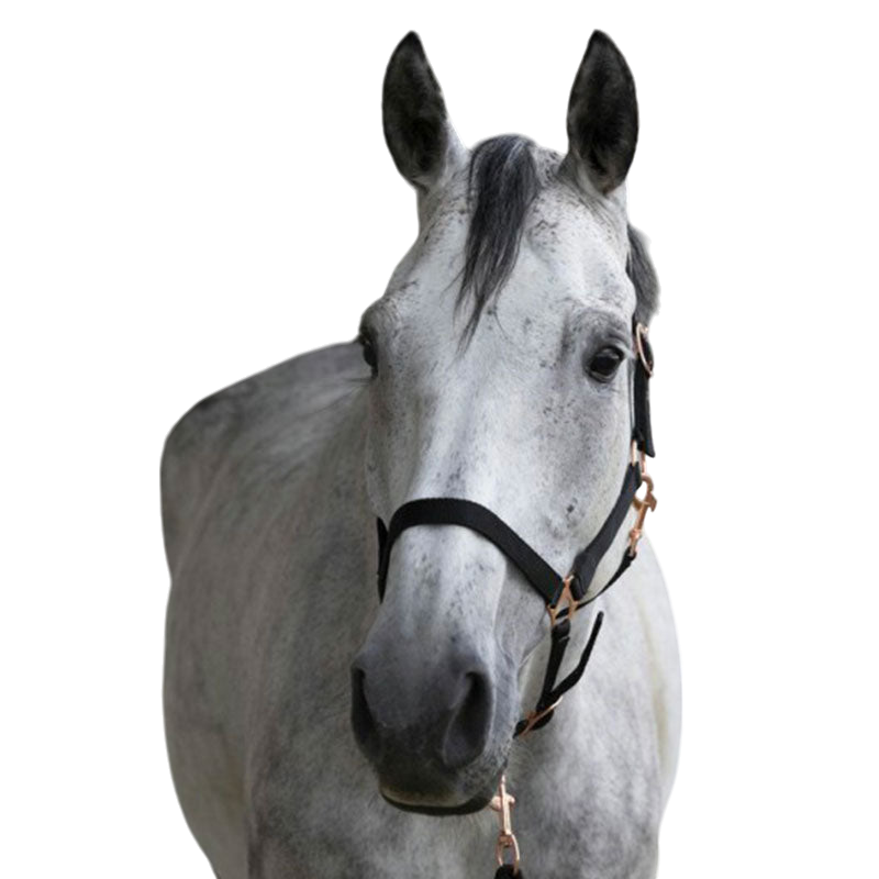 Norton - Licol et longe nylon rose gold/ noir | - Ohlala