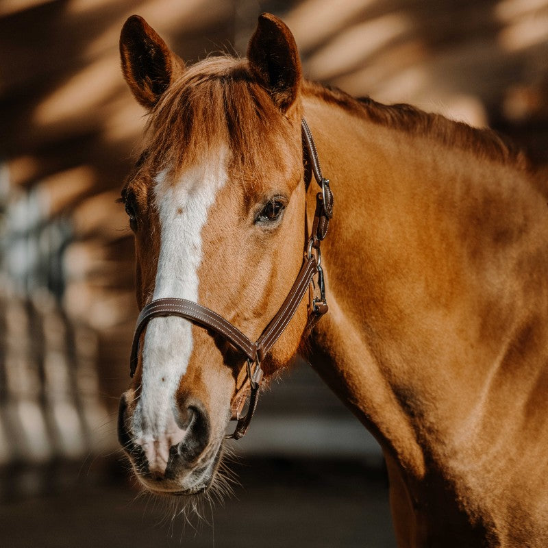 Norton - Licol US havane | - Ohlala