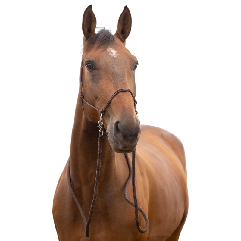 Norton - Licol éthologique avec rênes brun | - Ohlala