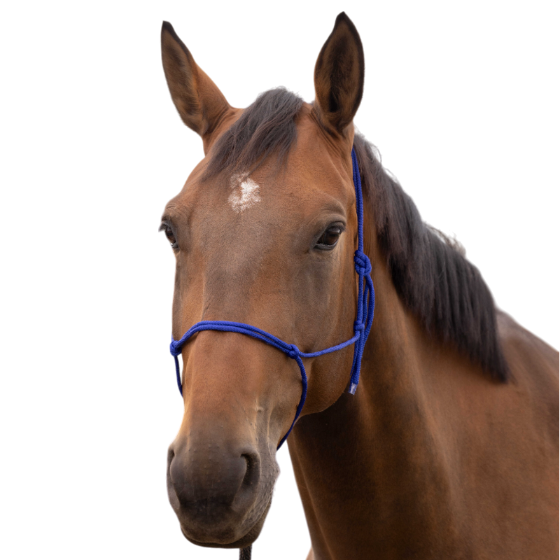 Norton - Licol éthologique doux bleu roi | - Ohlala
