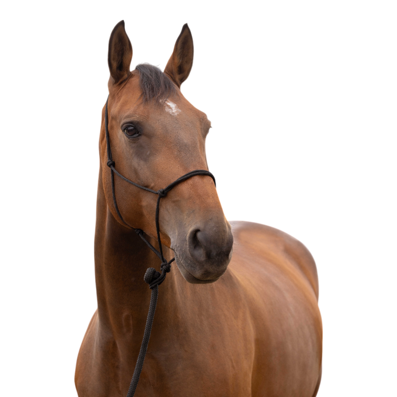 Norton - Licol éthologique doux poney noir | - Ohlala