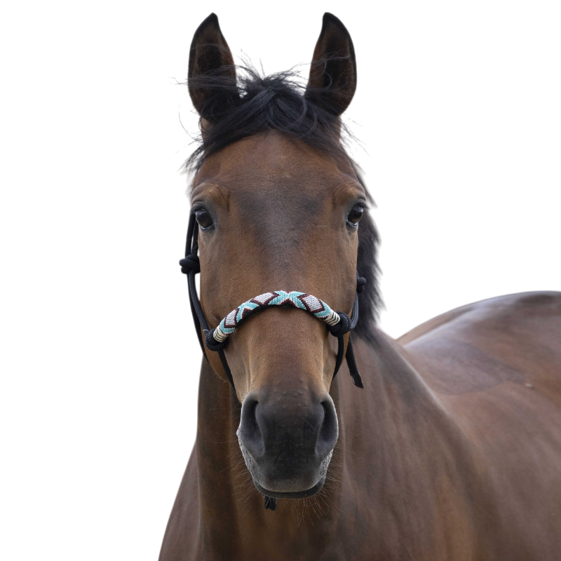 Norton - Licol ethologique pearl noir | - Ohlala