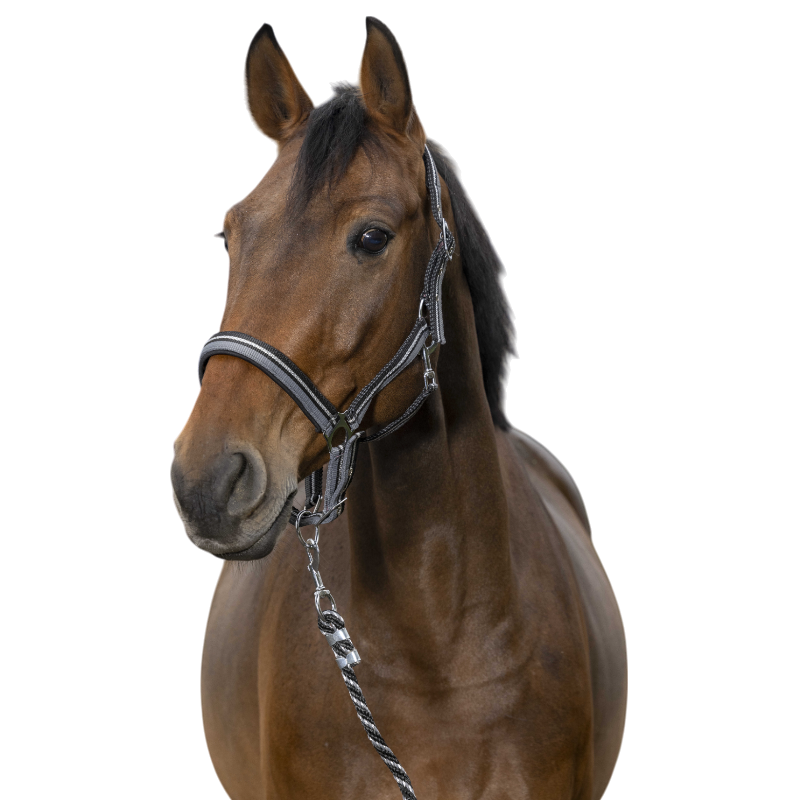 Norton - Licol et longe brillant noir/ gris/ argenté | - Ohlala