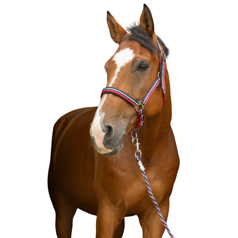 Norton - Licol et longe brillant rouge/ marine/ argenté | - Ohlala