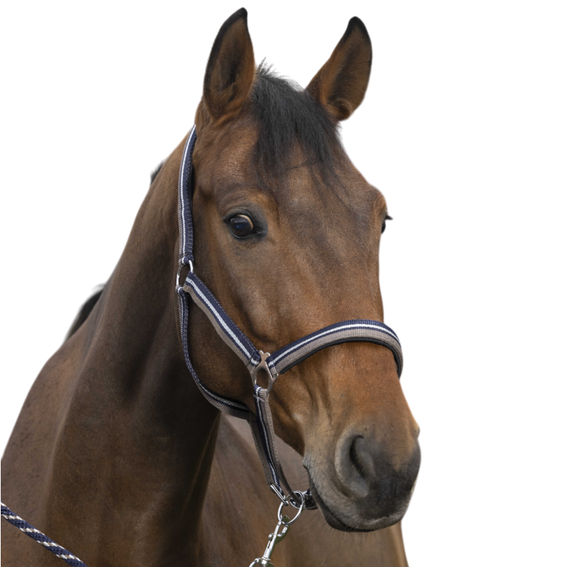Norton - Licol et longe brillant taupe/ marine/ argenté | - Ohlala