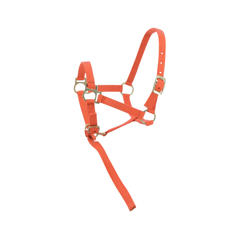 Norton - Licol foal + longe orange | - Ohlala