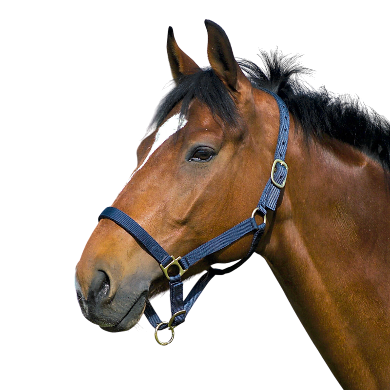 Norton - Licol nylon doublé cuir marine | - Ohlala