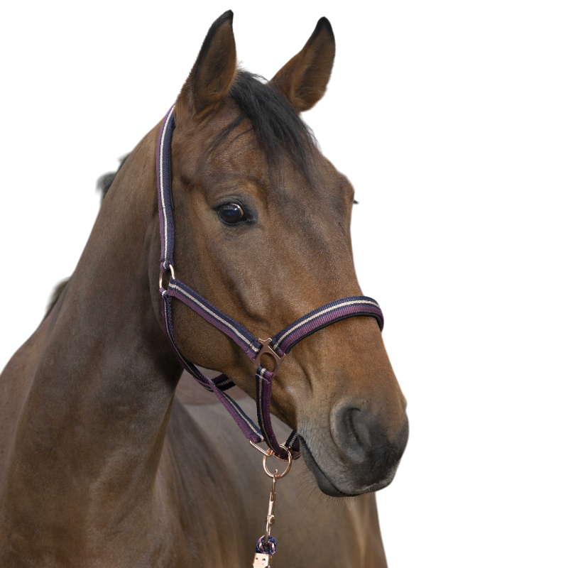 Norton - Licol et longe brillant prune/ marine/ or rose | - Ohlala