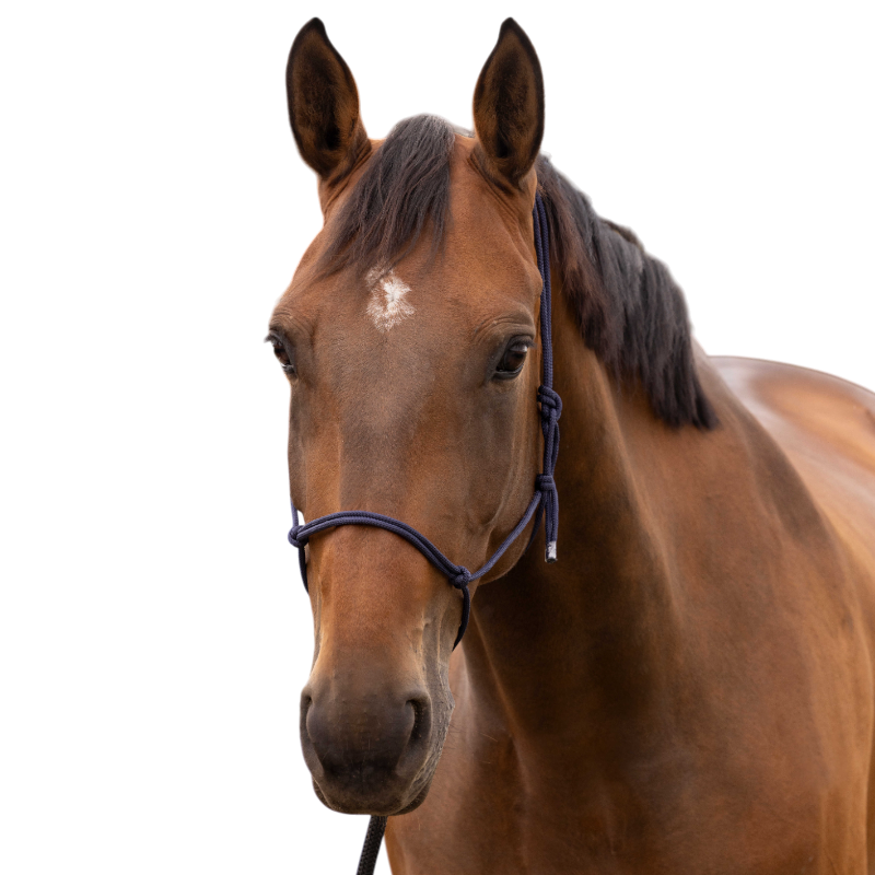 Norton - Licol éthologique doux poney marine | - Ohlala