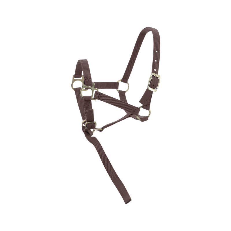 Norton - Licol foal + longe brun | - Ohlala