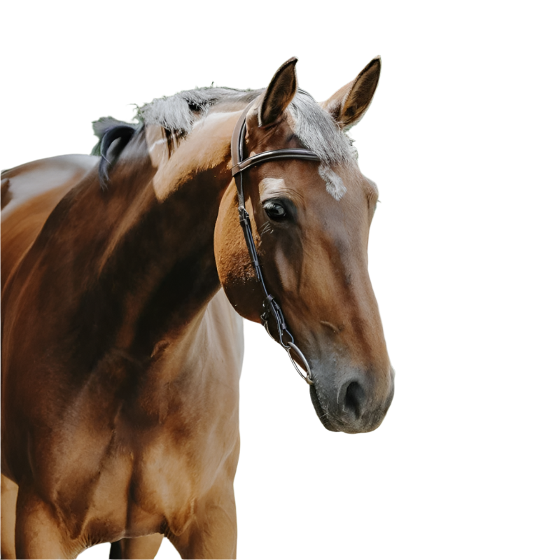 Norton - Bridon Freedom marron | - Ohlala