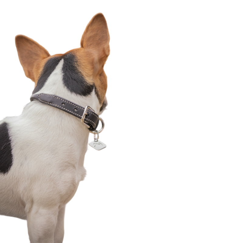 Pénélope - Collier pour chien Olie havane | - Ohlala