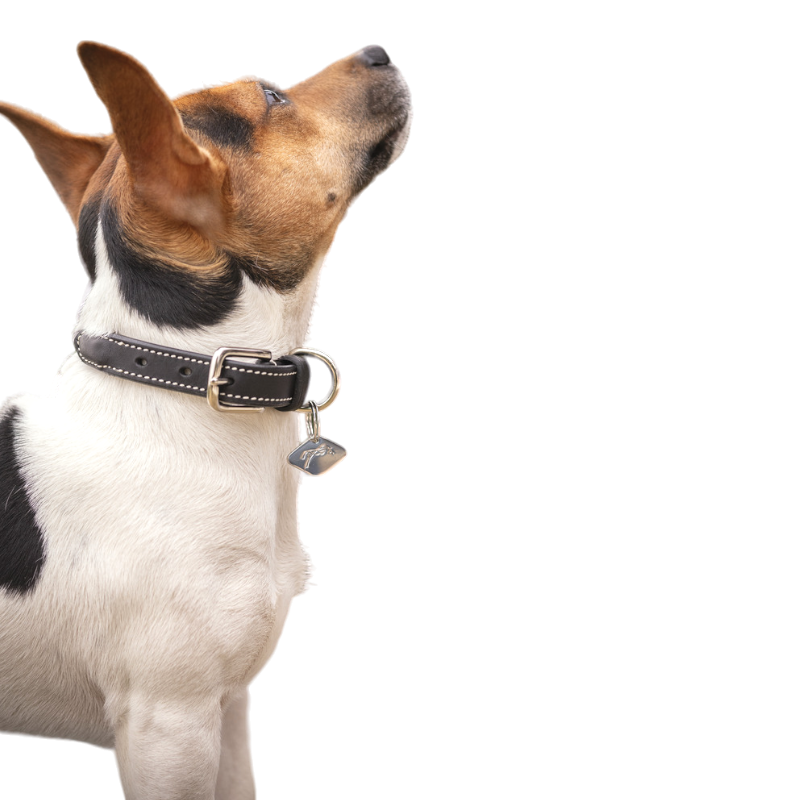 Pénélope - Collier pour chien Olie havane | - Ohlala