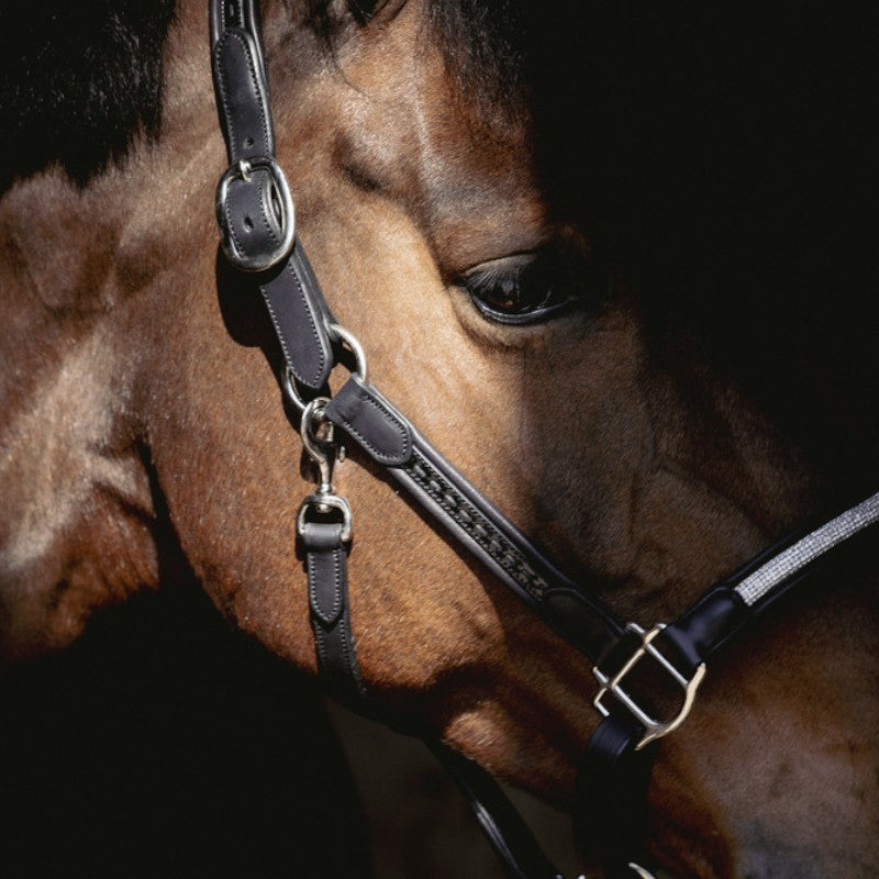 Pénélope - Licol Harmonie noir | - Ohlala