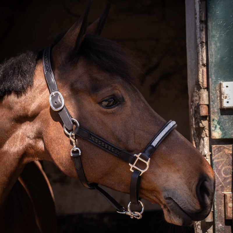 Pénélope - Licol Harmonie noir | - Ohlala