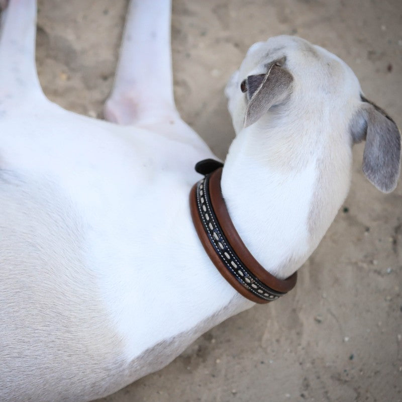 Pénélope store - Collier pour chien Point Sellier havane | - Ohlala