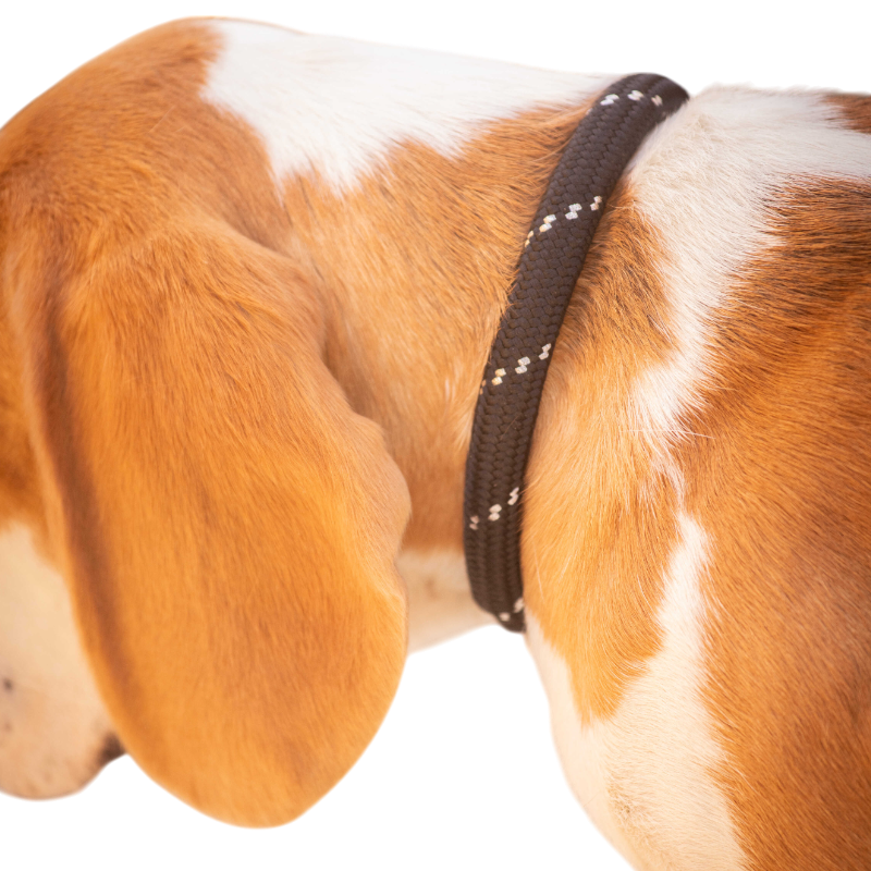 Pénélope - Collier pour chien Billie noir/ lurex | - Ohlala