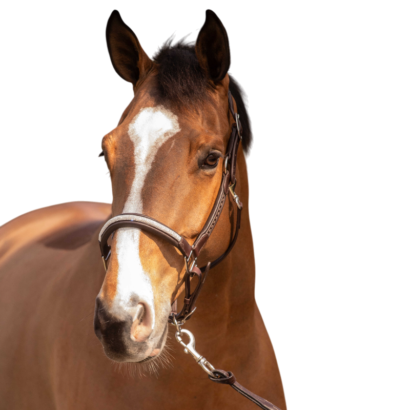 Pénélope - Licol Harmonie havane | - Ohlala