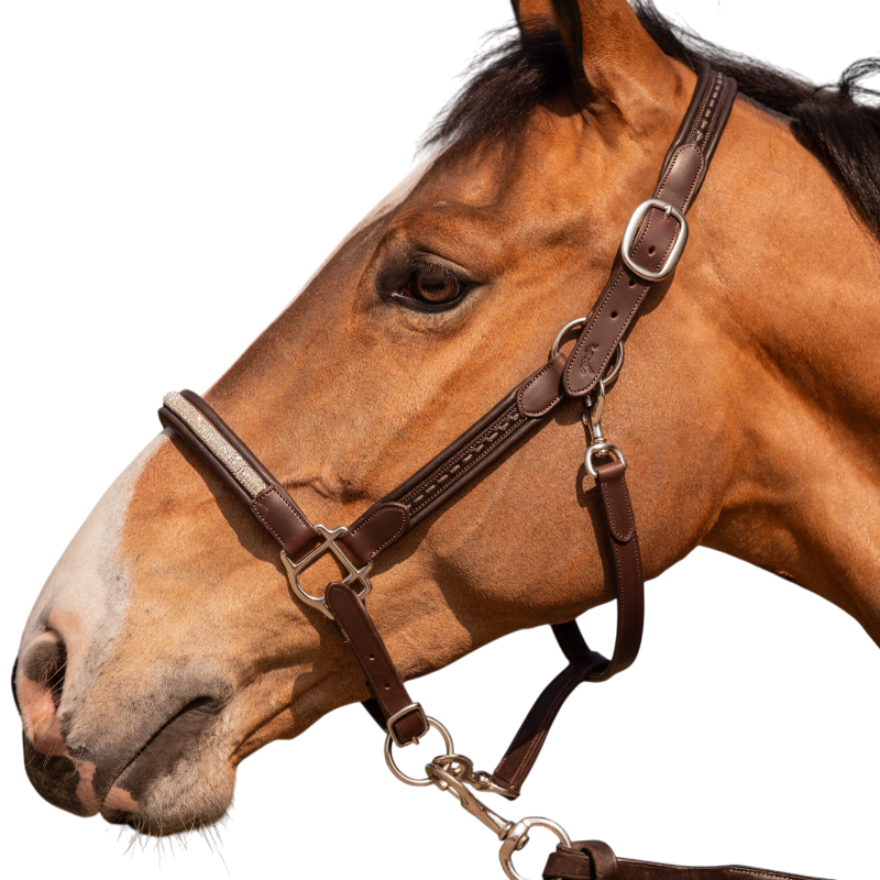 Pénélope - Licol Harmonie havane | - Ohlala