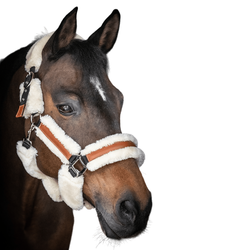 Pénélope - Licol mouton et cuir noir/ beige | - Ohlala