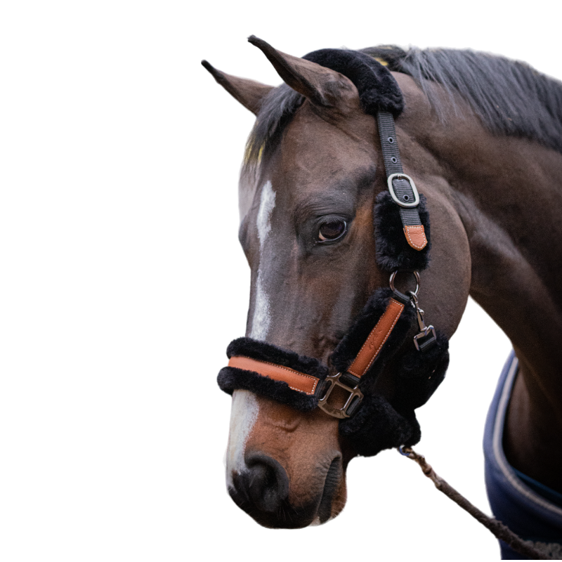 Pénélope - Licol mouton et cuir noir/ noir | - Ohlala