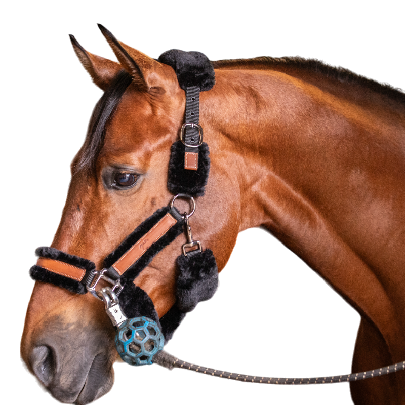 Pénélope - Licol mouton et cuir noir/ noir | - Ohlala