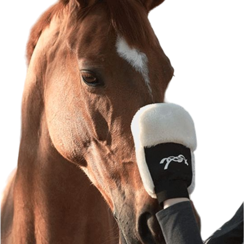 Pénélope - Gant de pansage | - Ohlala