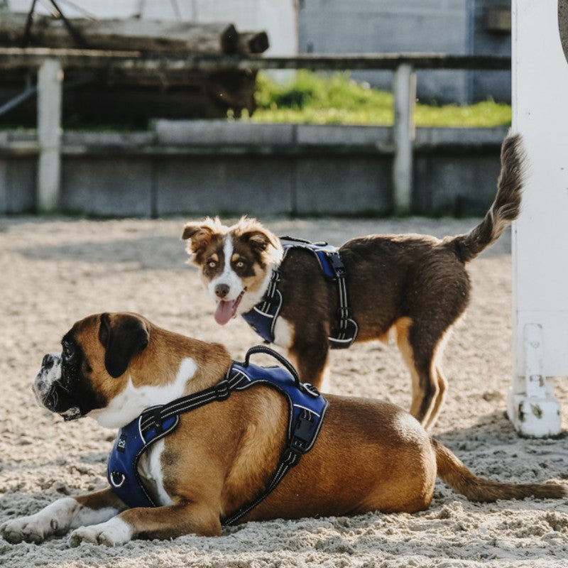 Riding World - Harnais pour chien Simba marine | - Ohlala