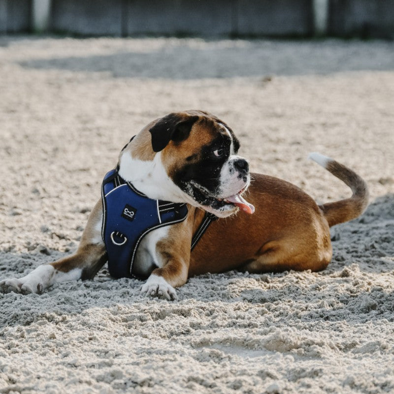 Riding World - Harnais pour chien Simba marine | - Ohlala