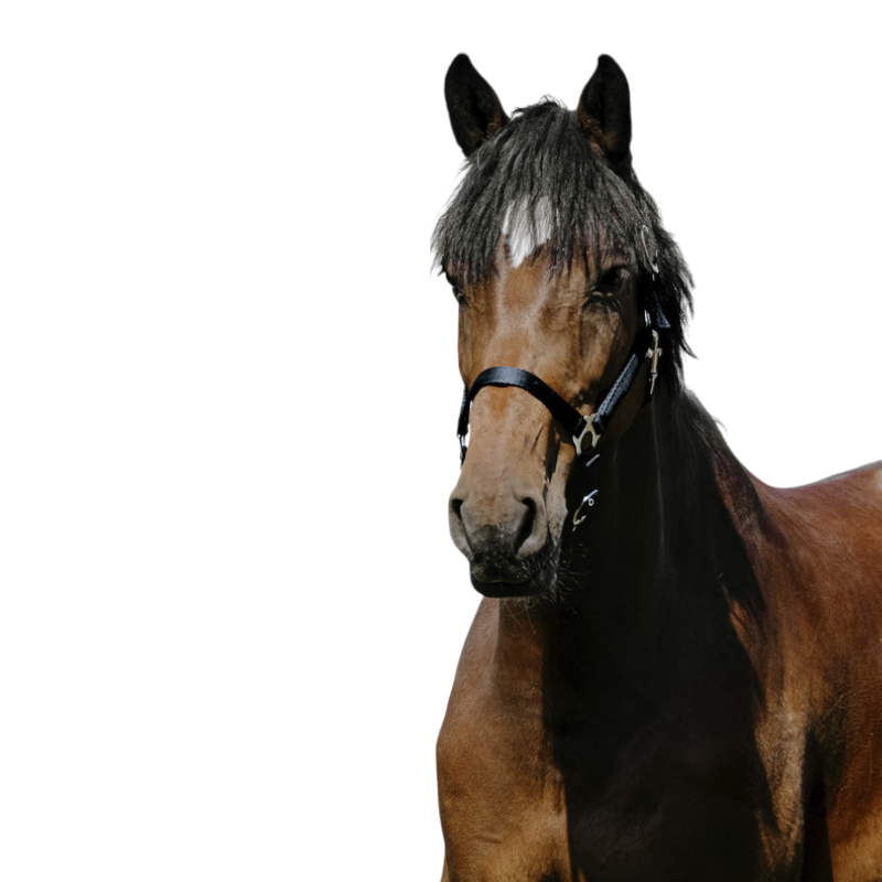 Riding World - Licol Nylon Cushion marine | - Ohlala