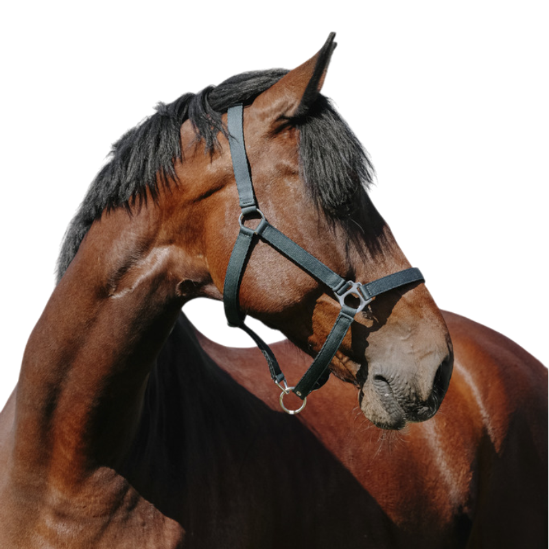 Riding World - Licol Nylon Cushion vert foncé | - Ohlala