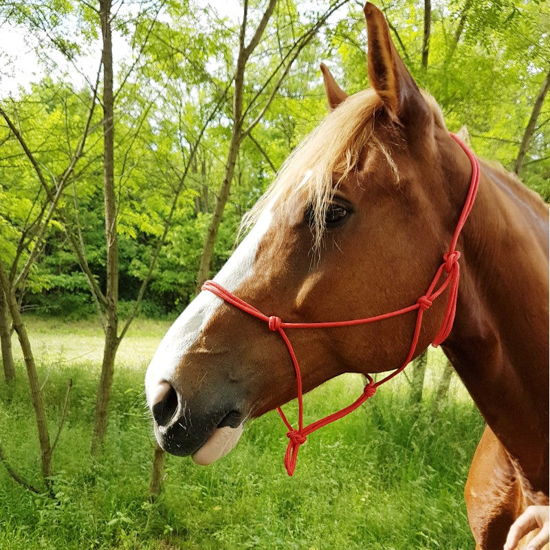 Riding World - Licol éthologique corde fin rouge | - Ohlala