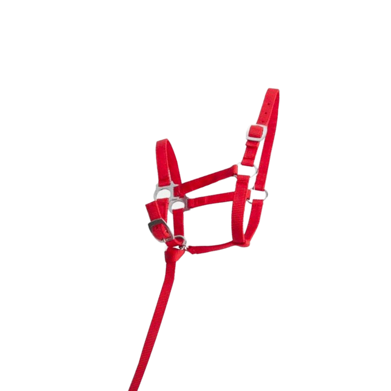 TdeT - Licol foal synthétique rouge | - Ohlala