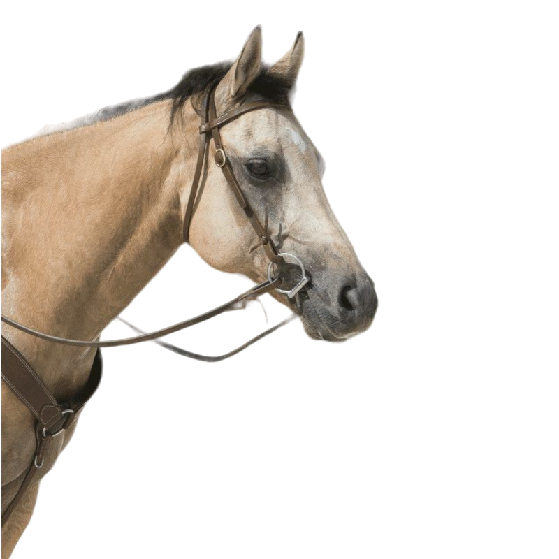 Westride - Bridon Colorado choco | - Ohlala