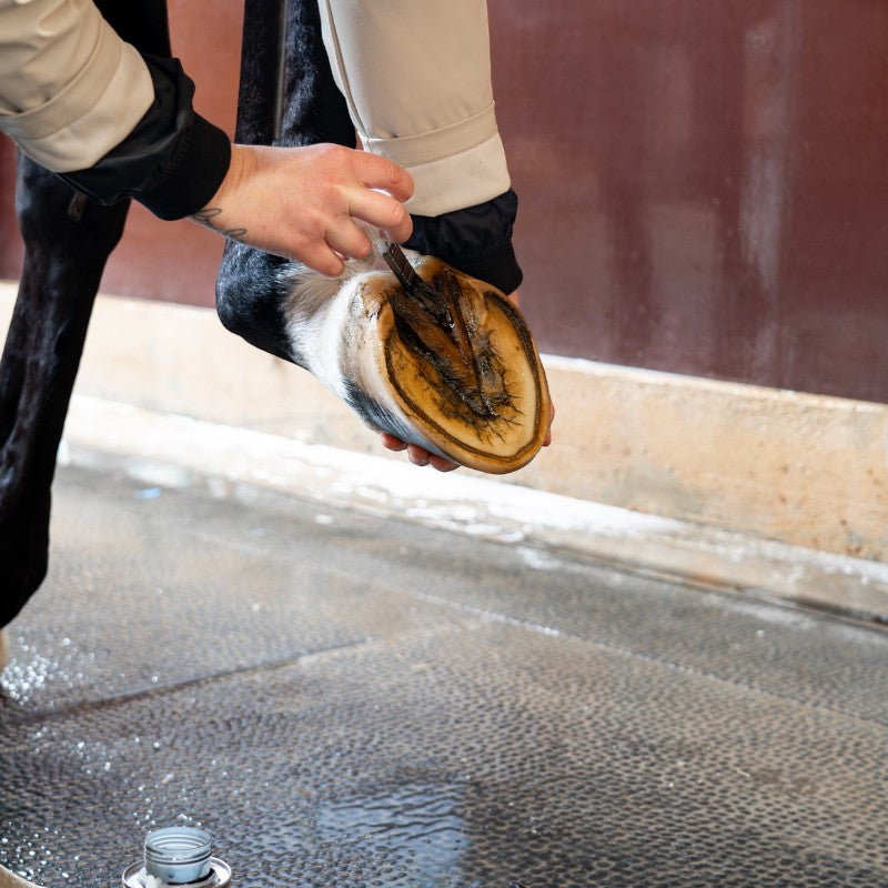 Alodis Care - Huile pour sabots Hoof Choc | - Ohlala