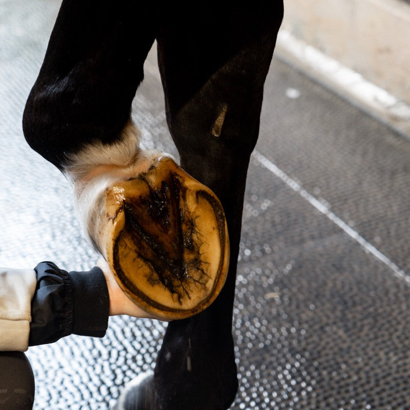 Alodis Care - Huile pour sabots Hoof Choc | - Ohlala