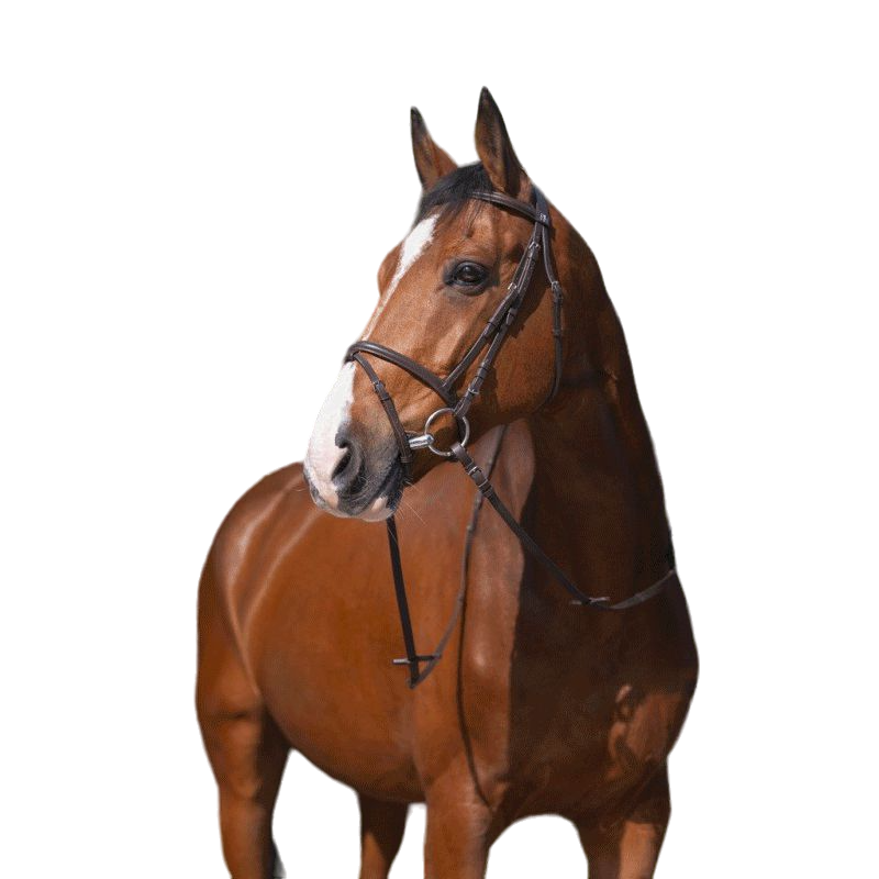 Riding World - Bridon Muserolle Combinée havane avec rênes | - Ohlala
