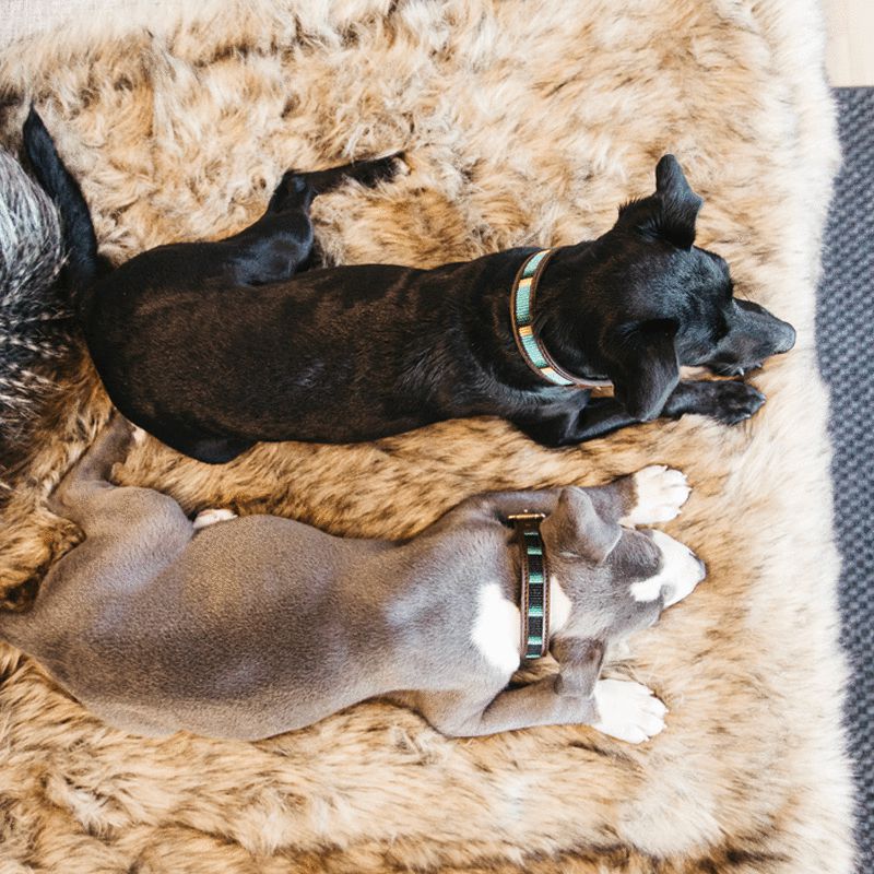 Kentucky Horsewear - Collier pour chiens perles faites main pure bleu clair | - Ohlala